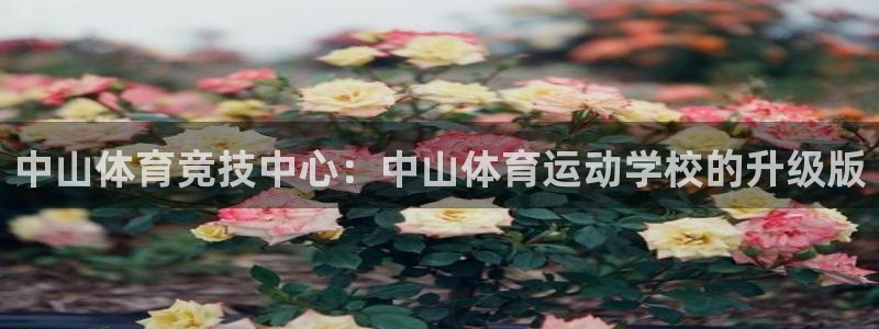 杏悦平台总代理